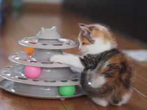 下僕とモフモフ