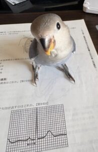 新たな挑戦！